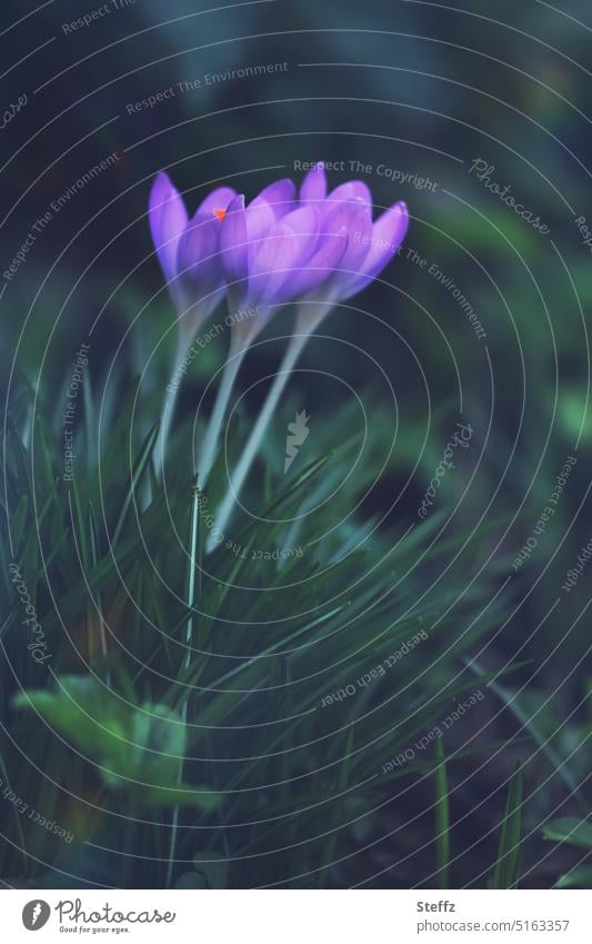 drei Krokusse Frühlingsblumen Frühblüher Frühlingserwachen Frühlingsboten Vorboten blühen Blumen Frühlingsgefühl Blütenblätter Naturerwachen Märzblüten