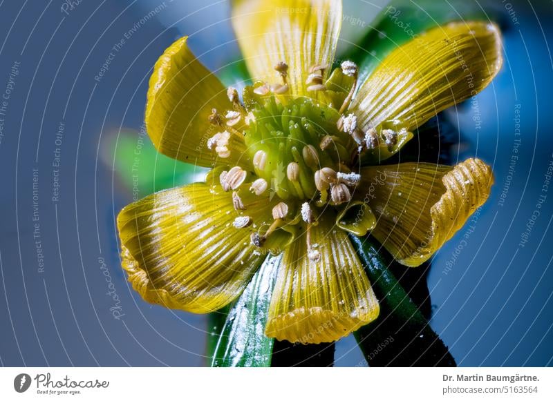 Eranthis hyemalis, Winterling, Blüte Scheibenblume gelb giftig krautig ausdauernd Geophyt Knolle Schneeblüher Frühlingsblüher nektarführend Hahnenfußgewächse