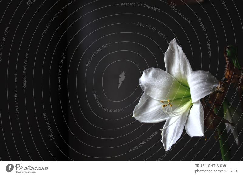 Weisse Amaryllis Blüte ganz mit Kelch, Staubgefäßen und Stempel nach dem Höhepunkt der Entfaltung allmählich vertrocknend Amaryllidaceae Amaryllisgewächse offen