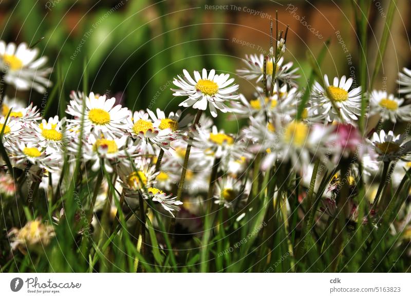 Der Sonne entgegen, leuchten sie selbst wie Tausend kleine Sonnen: Gänseblümchen. Blumen Pflanze Natur Frühling Sommer Blüte Garten Blühend grün natürlich Gras