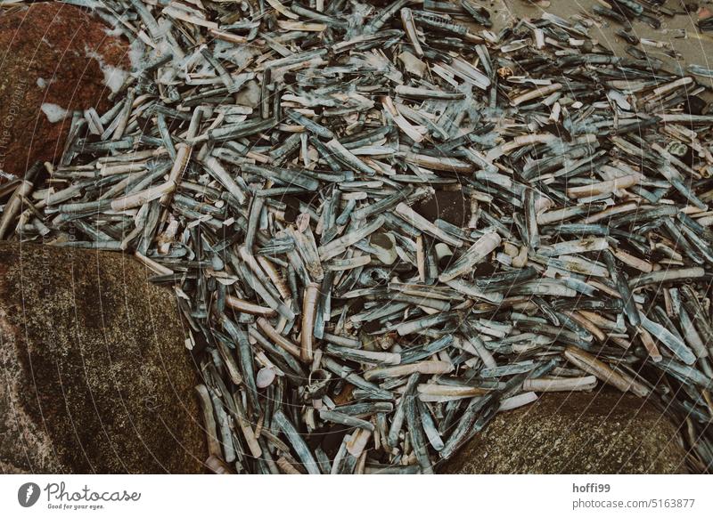 angespühlte  Muschelschalen am Strand Muscheln muscheln Küste Sand Panzer Wasser Hintergrund natürlich Meer