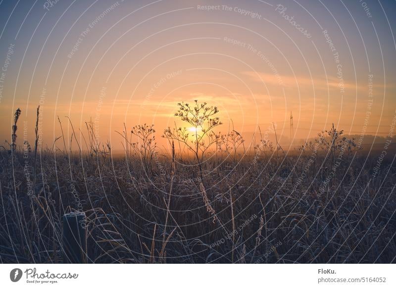 Wildwiese im Sonnenaufgang Wiese wild frei Sonnenlicht Gras Frost Eis kalt Winter Kälte orange warm Morgen Natur Landschaft Umwelt Farbfoto Himmel