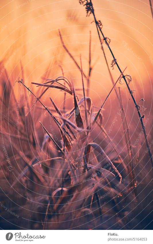 Schilfgras an frostigem Morgen Wiese wild frei Sonnenaufgang Sonnenlicht Gras Frost Eis kalt Winter Kälte orange warm Natur Landschaft Umwelt Farbfoto Himmel