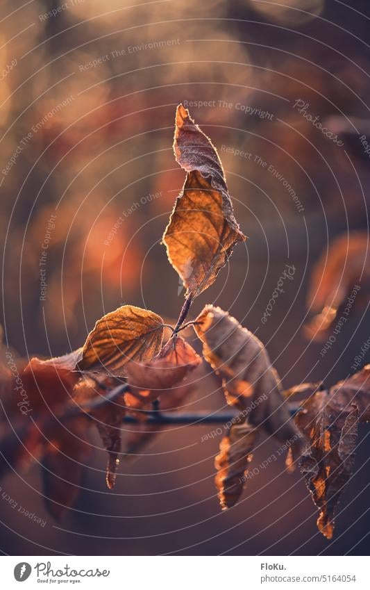 Laub mit Frost im Sonnenlicht Blatt braun welk kalt Natur gefroren Raureif Außenaufnahme Kälte Pflanze Herbst Wetter Eiskristall Winter Baum Wald Ast Zweig