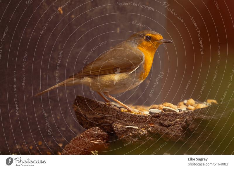 Dem Rotkehlchen ganz nah -Ganzkörperaufnahme v Außenaufnahme Tierporträt Nahaufnahme Farbfoto Menschenleer Wildtier Umwelt Singvögel Schwache Tiefenschärfe