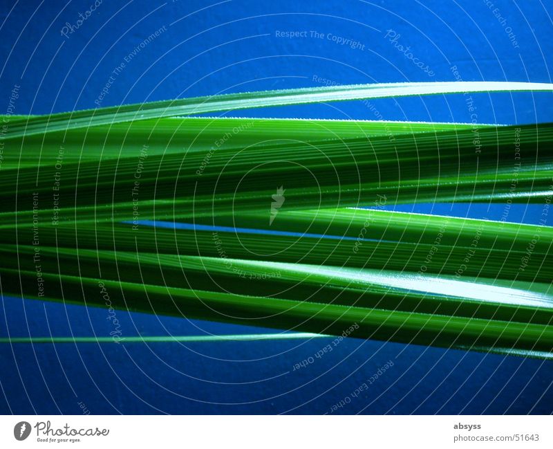 BlueGrass Pflanze grün Streifen Muster Natur Detailaufnahme mehrfarbig blau grass meadow color blue pattern leuchten