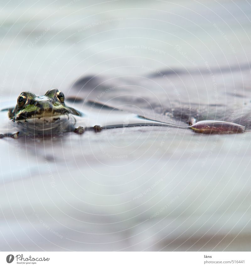 glubschaugenblick Umwelt Natur Wasser Blatt Teich See Wildtier Frosch 1 Tier beobachten warten kalt nass natürlich Neugier Blick Farbfoto Menschenleer