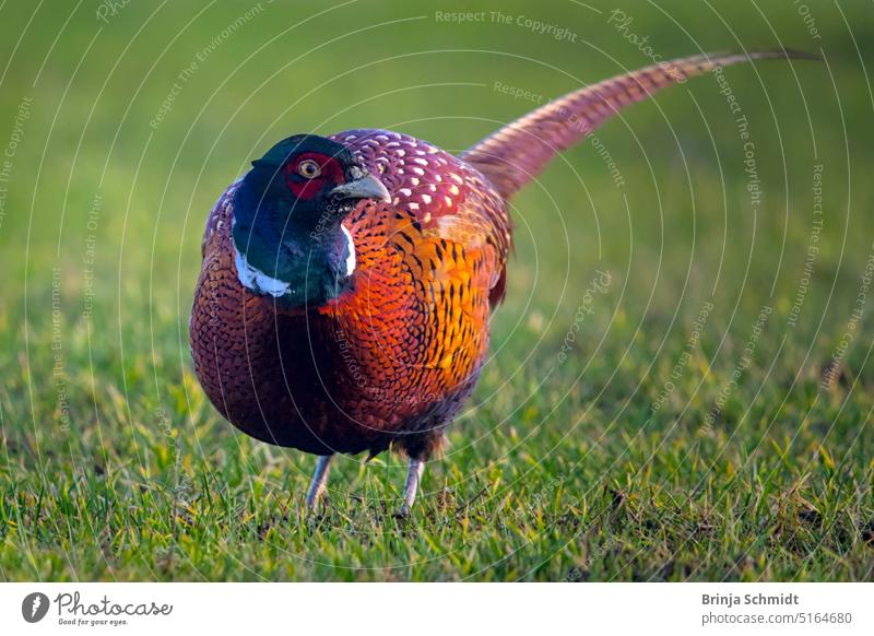 wunderschöner bunter Fasan auf einer grünen Wiese terrain rural europe beautiful countryside moving standing step common cock pheasant habitat going curious