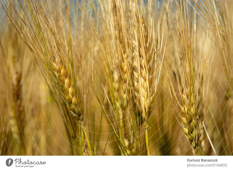 Nahaufnahme von goldenen Gerstenähren Pflanze Ohr Korn Hintergrund Ackerbau Müsli Lebensmittel Ernte Samen Natur Bauernhof Sommer Wachstum ländlich gelb reif