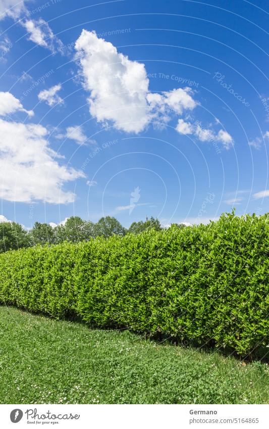 Hecke gegen den Himmel Hintergrund blau Borte Buchse Wolken Wolkenlandschaft Immergrün Zaun Feld Garten Gartenarbeit Gras Wachstum Hecken vereinzelt Landschaft