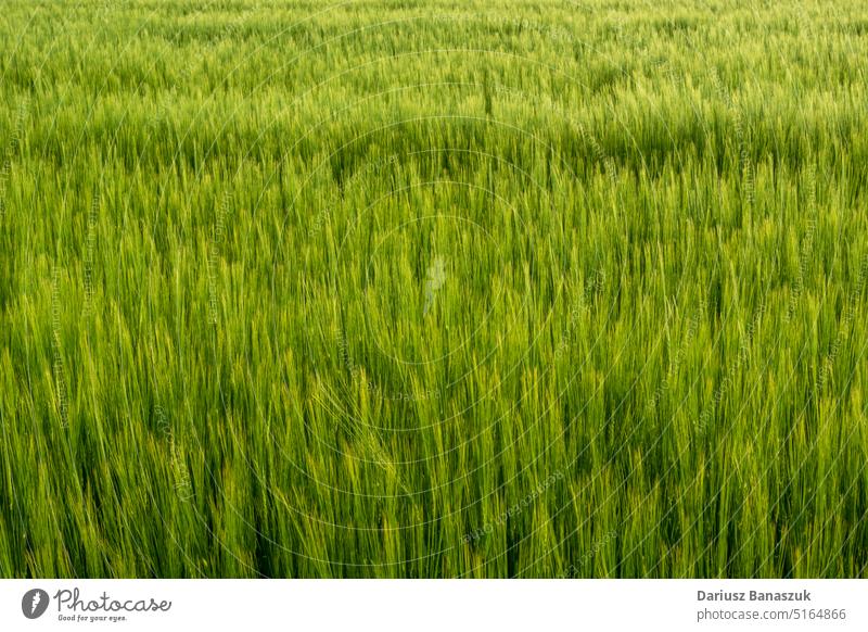 Grüne Gerstenähren auf dem Feld Ohr Pflanze Ackerbau Wachstum Samen Natur Bauernhof Lebensmittel Sommer Korn Weizen Müsli grün Hintergrund Saison wachsen Ernte