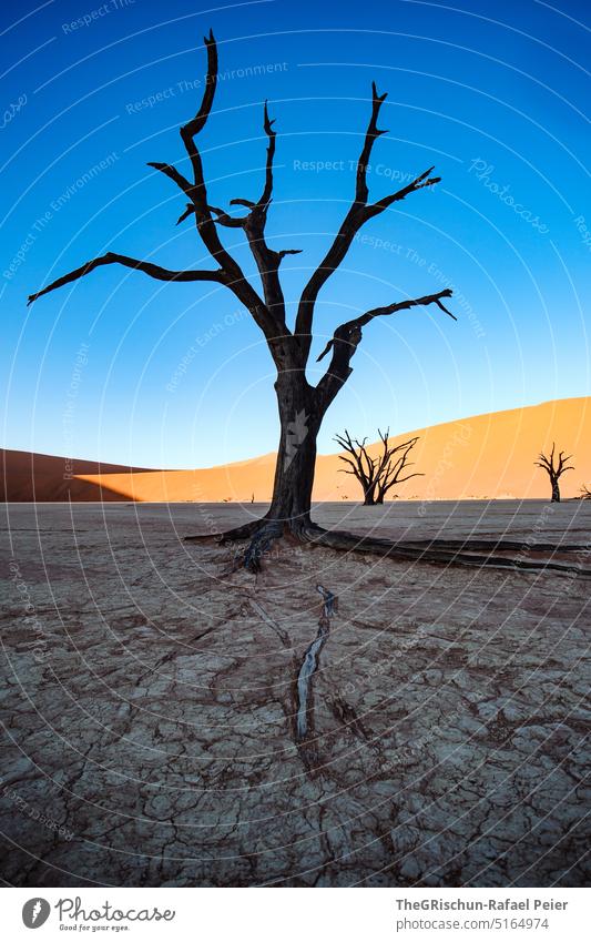 Baum im Schatten - vor Sanddüne Düne Namibia Afrika reisen Wüste Landschaft Abenteuer Natur Wärme Sossusvlei Ferne Licht Blauer Himmel sandig Menschenleer