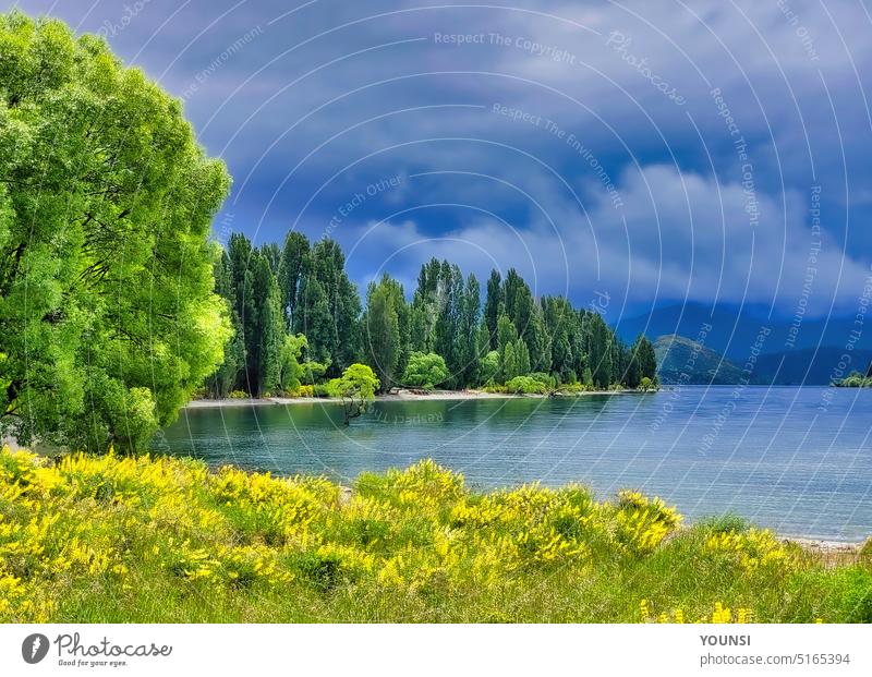 Neuseeland, Südinsel, Otago, Wanaka, Der Wanaka-Baum leer niemand ungewöhnlich Wachstum reisen Berge u. Gebirge Cloud Strand Wasser See im Freien Tag Reiseziel