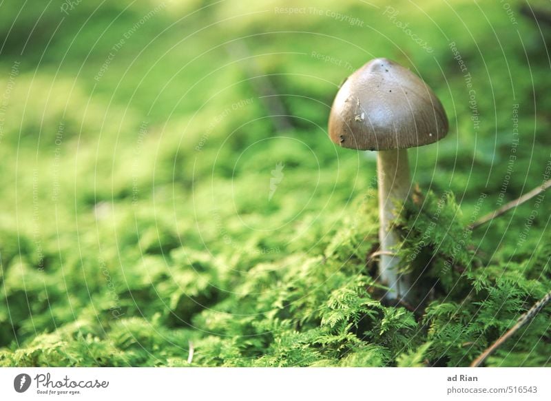 Space Oddity Lebensmittel Pilz Pilzhut Ernährung Vegetarische Ernährung Natur Tier Herbst Pflanze Gras Sträucher Moos Grünpflanze Nutzpflanze Park Feld Wald