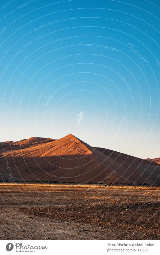 Sanddüne vor blauem Himmel mit Schatten in Abendstimmung Namibia Wüste Sossusvlei Düne trocken heiß Afrika Landschaft Natur Ferne Wärme Abenteuer Einsamkeit