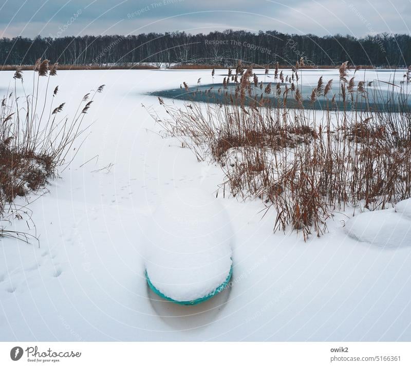 Schneebrett Winter Schneelandschaft verschneit Schneedecke Kälte Frost Landschaft See zugefroren Röhricht Wald Horizont Sträucher Stille Surfbrett eingeschneit