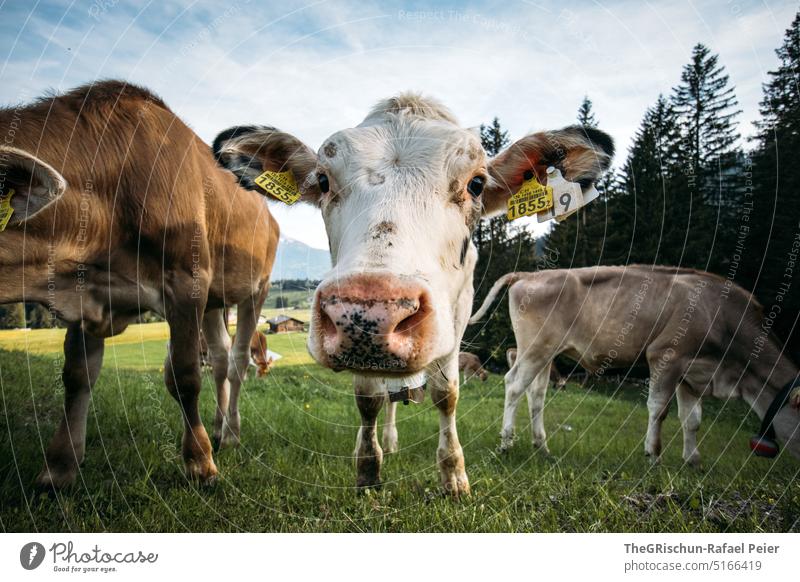 Kühe auf Weide mit Blick in die Kamera Gras Tier Nutztier Außenaufnahme Wiese Natur Farbfoto Tierporträt grün Kuh Landwirtschaft Herde weiß dalmatinerkuh Ohren