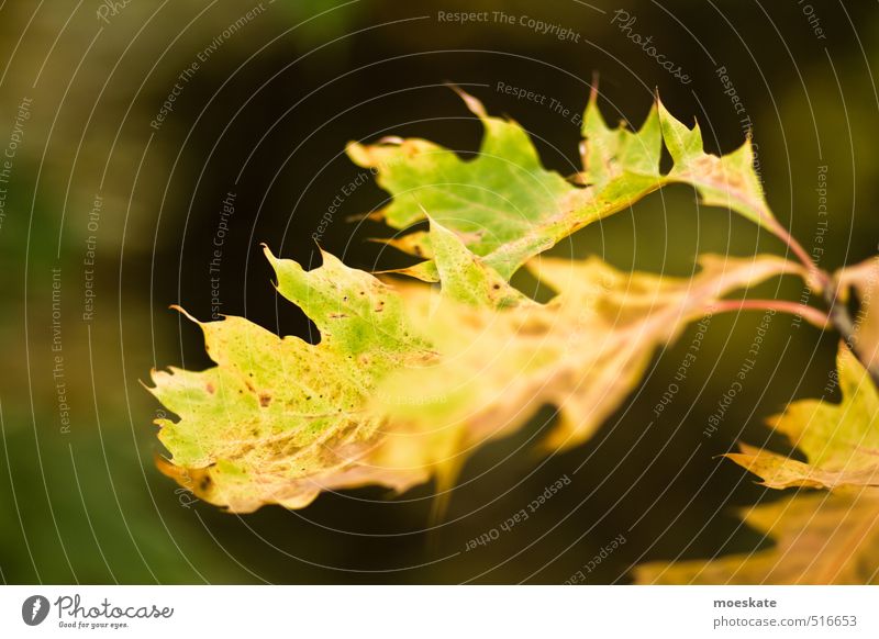 Ahornblatt im Herbst Pflanze Blatt Wald alt herbst Herbstlaub herbstlich Herbstbeginn Herbstfärbung färben grün-gelb Farbfoto Gedeckte Farben Außenaufnahme