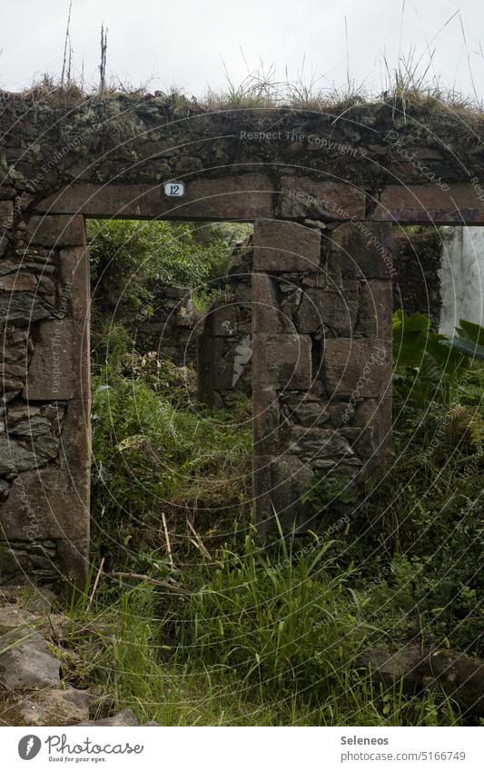 verlassen lost places überwachsen alt Mauer Haus Baracke Gebäude kaputt Verfall Fenster Menschenleer Wand Ruine Architektur verfallen Vergänglichkeit