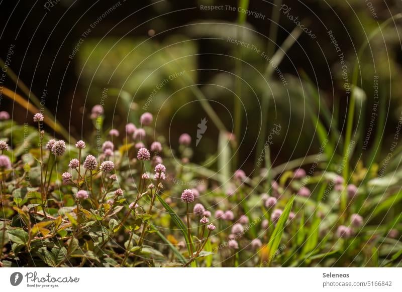 ein bißchen Sommer Blume Wiesenblume Wildblume Gebüsch Blüte Natur natürlich Wildpflanze Unschärfe blühen natürliches Licht Tageslicht Blütezeit