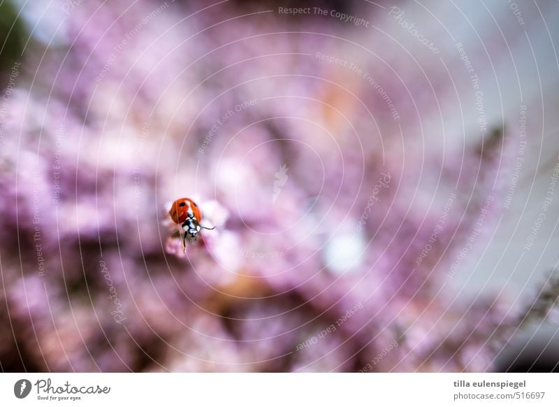 Pünktchen Tier Käfer Marienkäfer 1 krabbeln rosa rot Natur Farbfoto Unschärfe Insekt Farbe Pflanze Nahaufnahme Makroaufnahme Schwache Tiefenschärfe