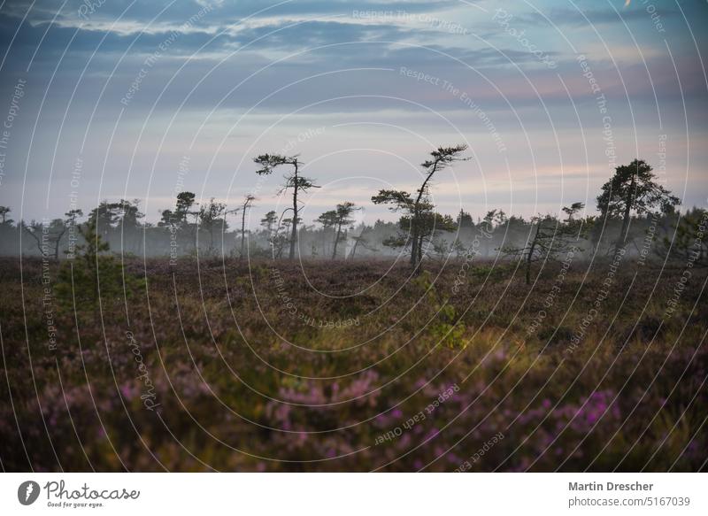 Moorlandschaft im Morgengrauen Schwarzes Moor Landschaft Sumpf Menschenleer Baum Umwelt Wald Morgendämmerung Pflanze Natur Gras ruhig Nebel Himmel Außenaufnahme