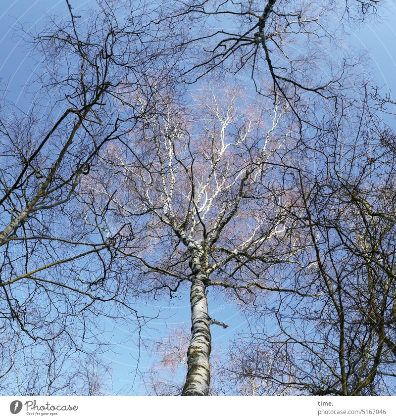 Birkenleuchten Baum Natur Äste Bäume Himmel Zweige verworren Glänzen Baumstamm Baumkrone Umwelt Pflanze Sonnenlicht Froschperspektive verästelt Schönes Wetter