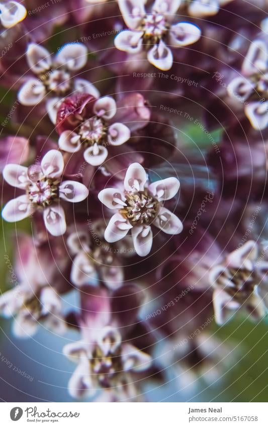 Lila Milchkraut im Garten Blumenmuster Frühling natürlich violett Blüte bizarr Tag Hintergrund Wildblume Pflanze wild Makro Wachstum Blütenkopf Wisconsin