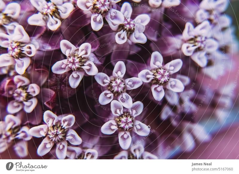 Lila Milchkraut im Garten Blumenmuster Frühling natürlich violett Blüte bizarr Tag Hintergrund Wildblume Pflanze wild Makro Wachstum Blütenkopf Wisconsin