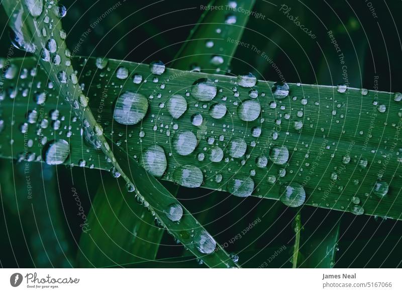 Wassertropfen nach dem Regen Gras Frühling natürlich Laubwerk Schaumblase abstrakt Tag Wiese Hintergrund Rasen Morgen Sommer Makro Flora Wachstum Tau im Freien