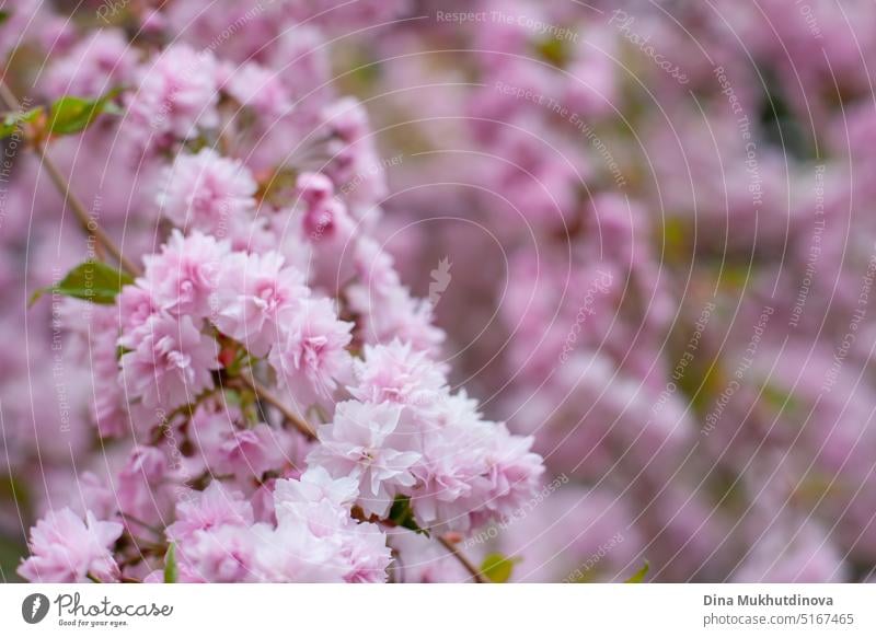 Rosa Sakura-Blüten blühen auf dem Baum. Frühling Hintergrund. Rosa Kirschblüten und grüner Naturhintergrund. Ostern Frühling Tapete. barbiecore