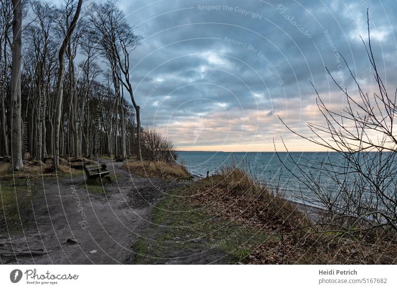 Weg am Gespensterwald mit Blick auf Ostsee Baum Bäime Gepensterwald Bank pfad Waldweg See Meer Himmel blau Wolke wolkig Wasser Landschaft Ostsee Landschaft Ruhe