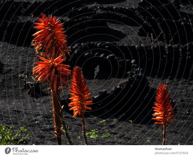 Blüten auf Lavaboden Vulkan Vulkaninsel vulkanisch Lanzarote Landschaft Natur Außenaufnahme Kanaren Farbe Beginn Wildpflanze Pflanze Umwelt Insel Vegetation