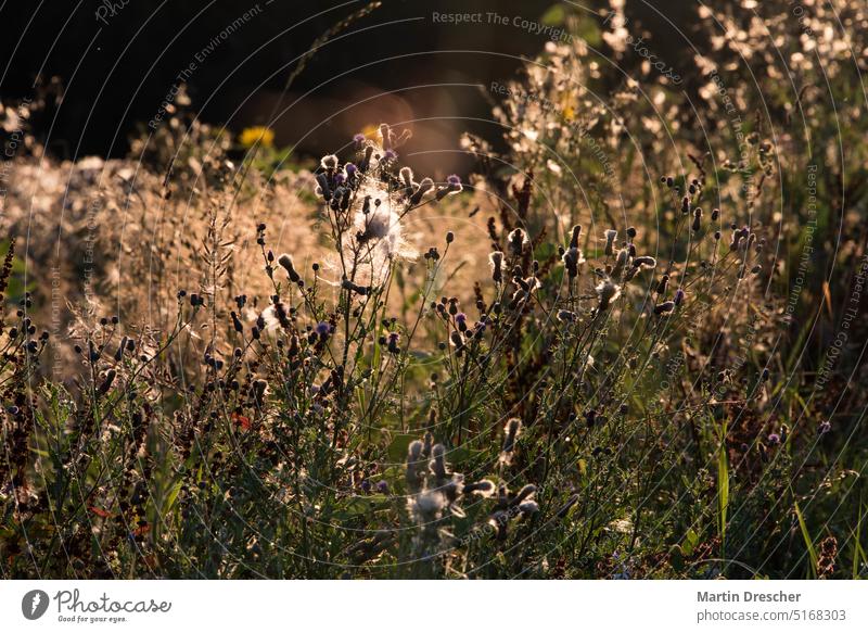 Distel im Sonnenschein Sonnenaufgang feldweg Gebüsch Hügel gelb mehrfarbig Sträucher Wald Dämmerung Wetter Wärme Wiese Lichterscheinung Silhouette Baum Umwelt