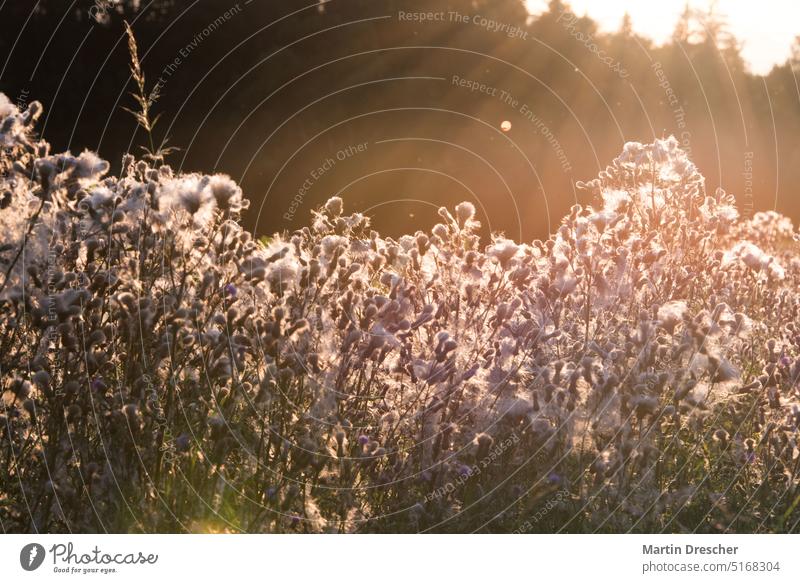 Distel im Gegenlicht Sonne Sonnenlicht Natur Pflanze Sommer Menschenleer Licht grün Abend Sonnenuntergang Farbfoto Gras Himmel Sonnenstrahlen Landschaft