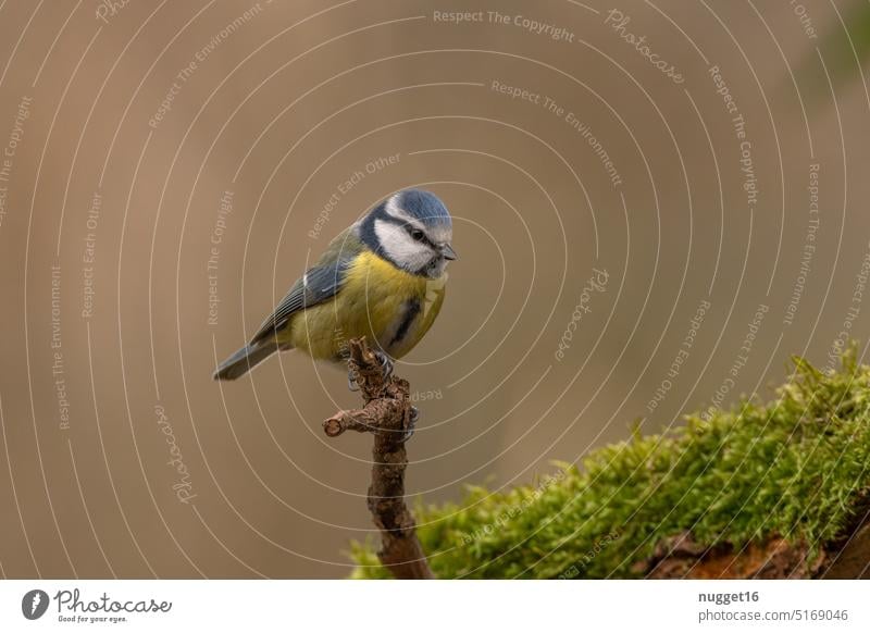 Blaumeise auf Ast sitzend Meise Vogel Natur Tier Wildtier Garten klein Außenaufnahme Singvogel wild Schnabel Tierwelt Ornithologie Feder Nahaufnahme Umwelt