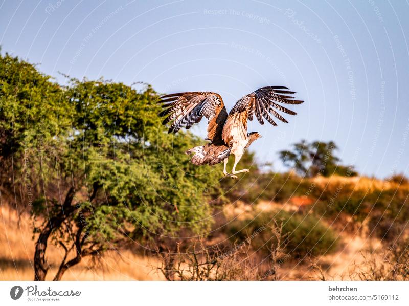 tiergeschichten Flügel Federn fliegen Vogel riesentrappe Namibia Afrika wild Außenaufnahme Ferne Fernweh Farbfoto Freiheit Natur Abenteuer Landschaft