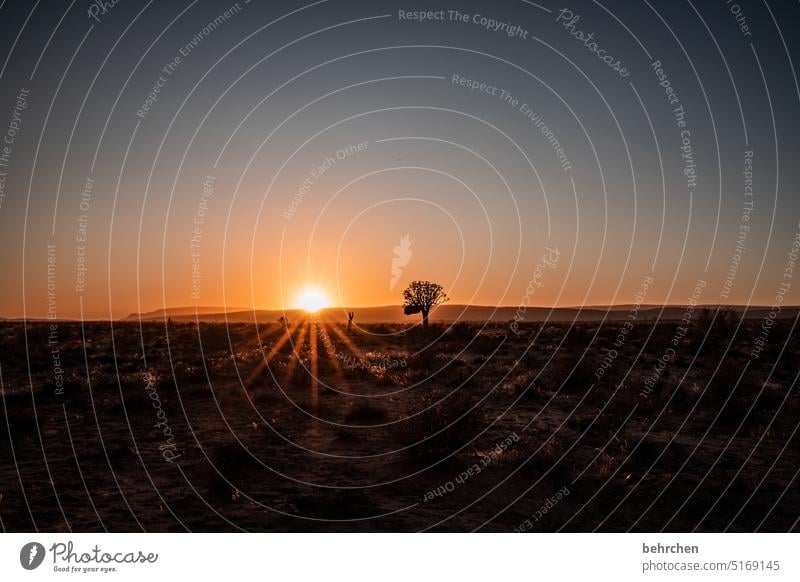 das erste licht des tages Namib fantastisch Sonnenaufgang romantisch Idylle Fernweh Sonnenlicht Namibia reisen Sehnsucht Natur Freiheit besonders traumhaft