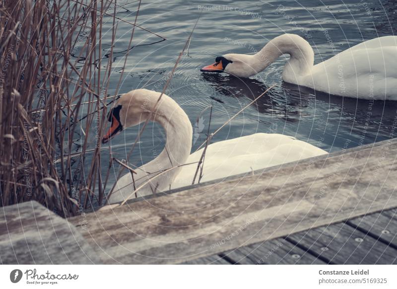 Zwei Schwäne am Wasserrand auf Futtersuche. Natur Tiere Schwan Ufer Steg Holzsteg Schilf Vogel schön elegant fressen schwimmen hungrig Im Wasser treiben weiß