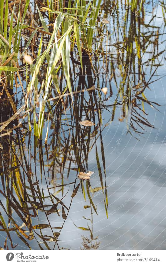 Spiegelung Wasser See Schilf Natur Sommer Wasserspiegelung Umwelt Reflexion & Spiegelung Menschenleer Seeufer Wasseroberfläche Farbfoto Landschaft Teich Tag