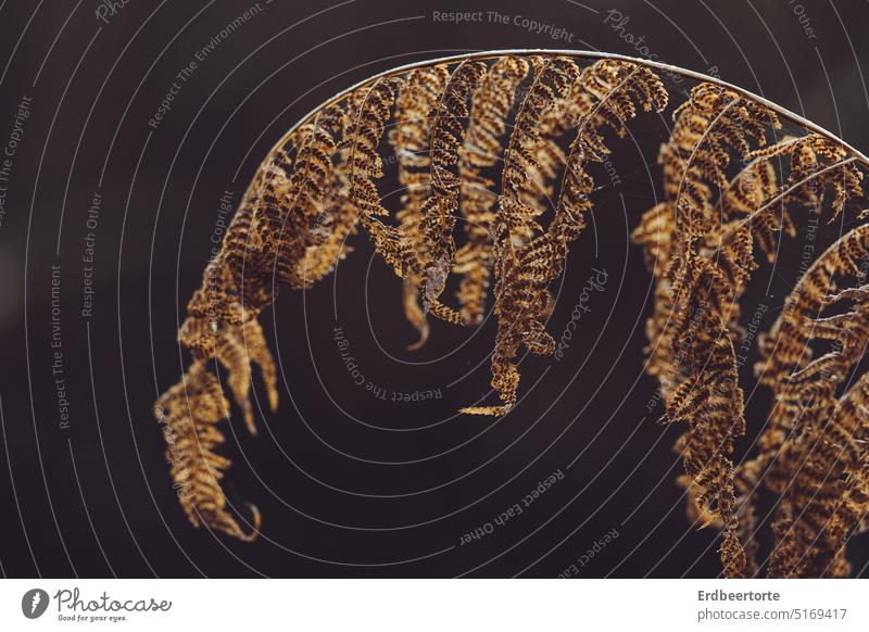 Gülden Farn Natur Pflanze Farnblatt Farbfoto Blatt Herbst Licht Sonne golden verwelkt Laub Schwache Tiefenschärfe Wald Detailaufnahme natürlich Umwelt