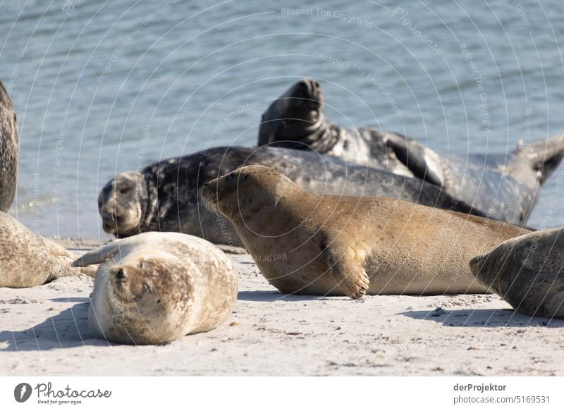 Robben auf Helgoland V Strand Sonnenbad Säugetier Artenreichtum Naturschutz Naturerlebnis Naturschutzgebiet Robbenkolonie Kegelrobbe Textfreiraum oben