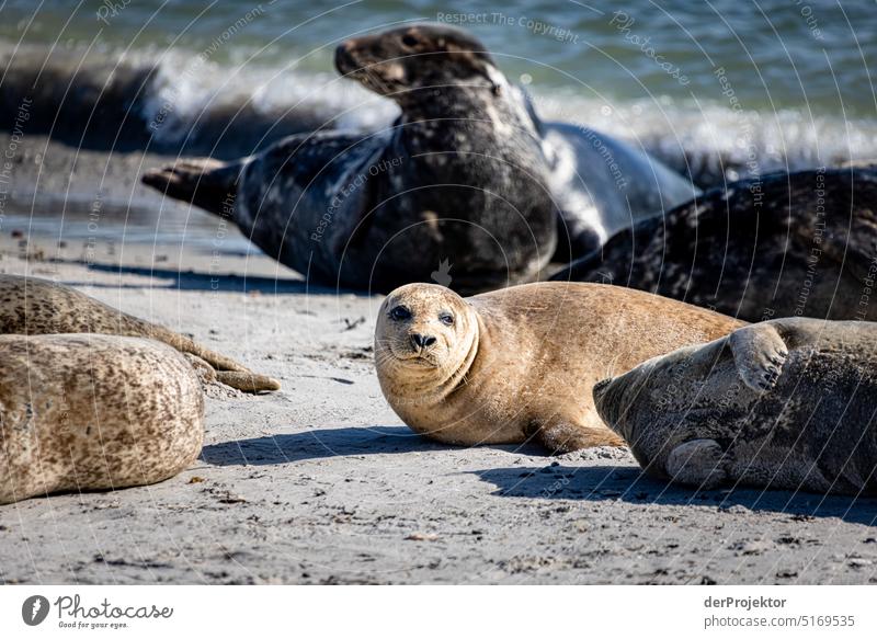 Robben auf Helgoland IV Strand Sonnenbad Säugetier Artenreichtum Naturschutz Naturerlebnis Naturschutzgebiet Robbenkolonie Kegelrobbe Textfreiraum oben