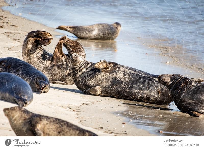 Robben auf Helgoland III Strand Sonnenbad Säugetier Artenreichtum Naturschutz Naturerlebnis Naturschutzgebiet Robbenkolonie Kegelrobbe Textfreiraum oben