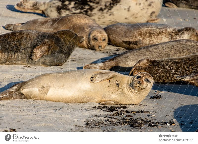 Robben auf Helgoland II Strand Sonnenbad Säugetier Artenreichtum Naturschutz Naturerlebnis Naturschutzgebiet Robbenkolonie Kegelrobbe Textfreiraum oben