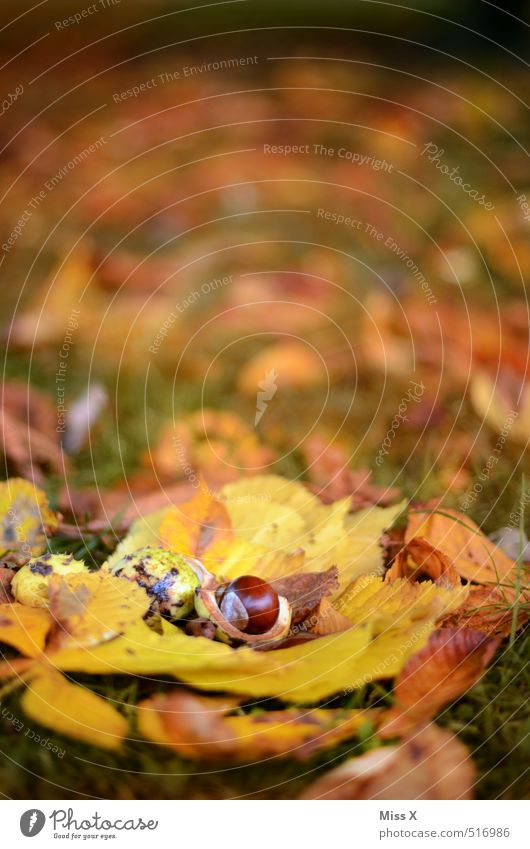 Kastanie Herbst Blatt Park Wiese Wald liegen dehydrieren braun gelb Herbstlaub Kastanienblatt Kastanienbaum Baumfrucht Herbstfärbung Herbstbeginn herbstlich