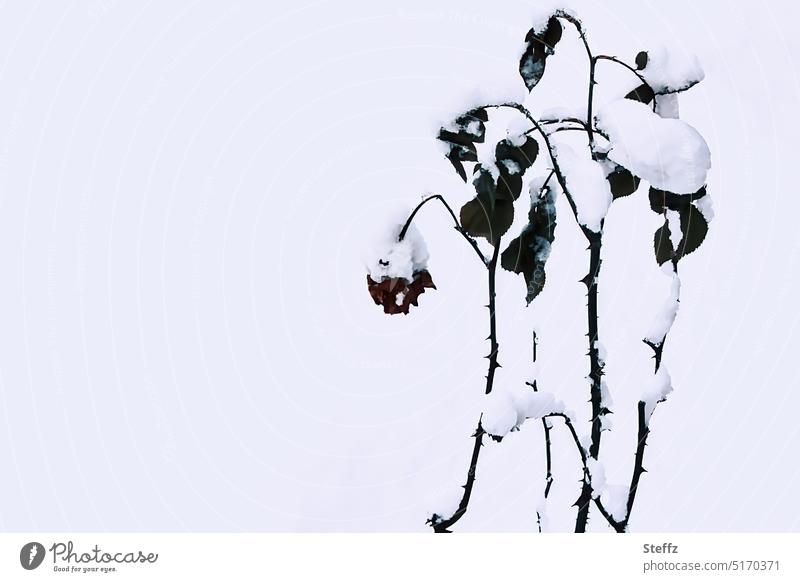 Winter im Garten Rosen verwelkte Rosen vergänglich Vergänglichkeit Schnee Frost Kälte Wetter Klima kalt frostig schneebedeckt verschneit Gartenblumen Stacheln