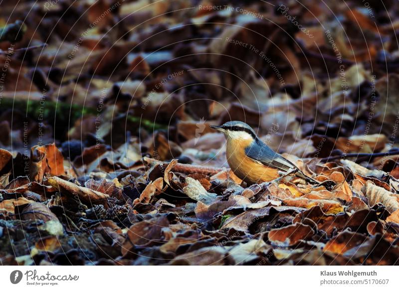 "Der frühe Vogel fängt den Wurm". In diesem Fall ein Kleiber, er durchstöbert das vereiste Herbstlaub des Waldes. Ein Strahl der Morgensonne beleuchtet ihn.