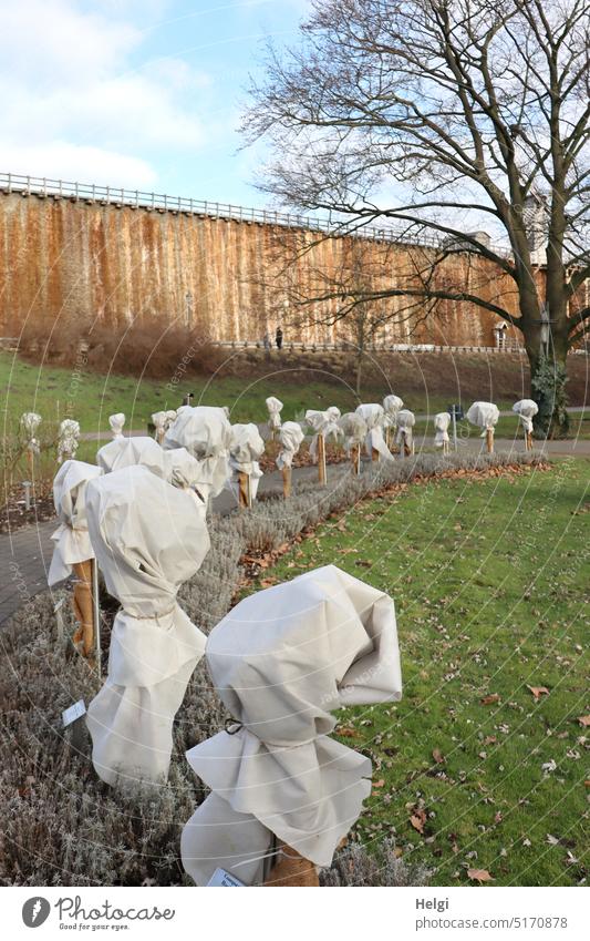 gut verpackt - im Rosengarten neben dem Gradierwerk sind alle Rosen zum Schutz gegen Frost mit Vlies verhüllt Rosenstämmchen Winterschutz Park Weg Rasen Saline