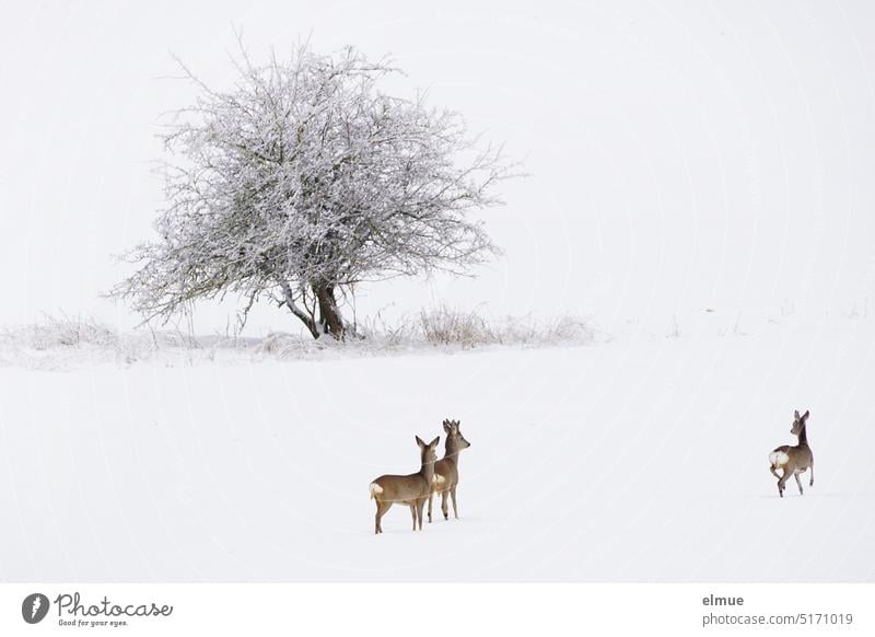 drei Rehe und ein Baum in der verschneiten Winterlandschaft / Winter Rehwild Wild Wildbret Schnee Schneelandschaft Tierbeobachtung Winterstimmung